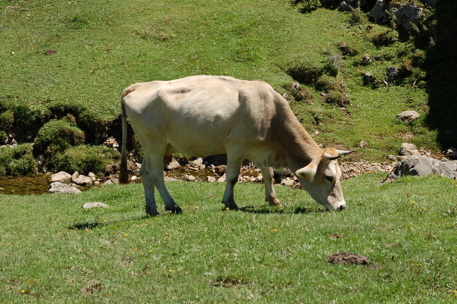 Vache dans un pré qui broute de l'herbe